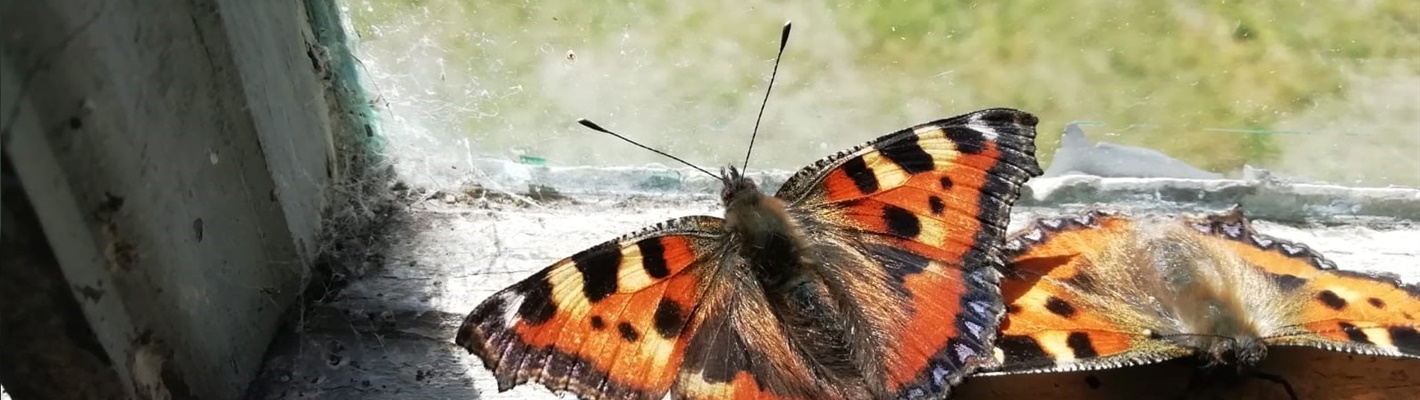 Five facts about small tortoiseshell butterflies