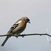 Five facts about chaffinches