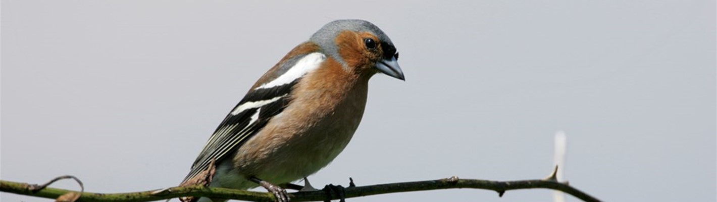 Five facts about chaffinches