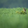 How are corn buntings doing in Scotland?