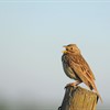 Corn buntings sing their thanks to players of the Postcode Lottery after funding awarded to new community project