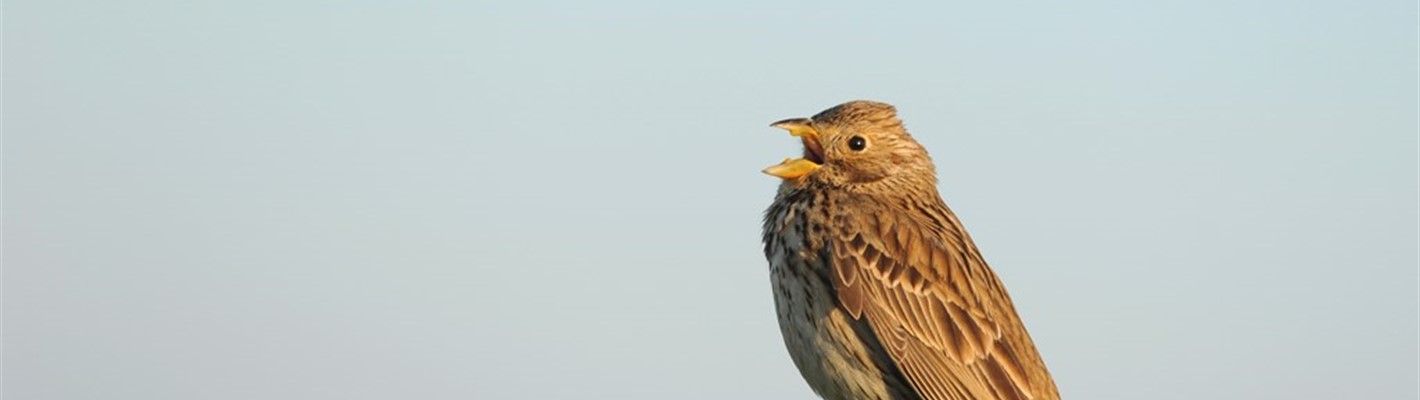 Corn buntings sing their thanks to players of the Postcode Lottery after funding awarded to new community project