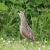 The secret lives of corncrakes in August