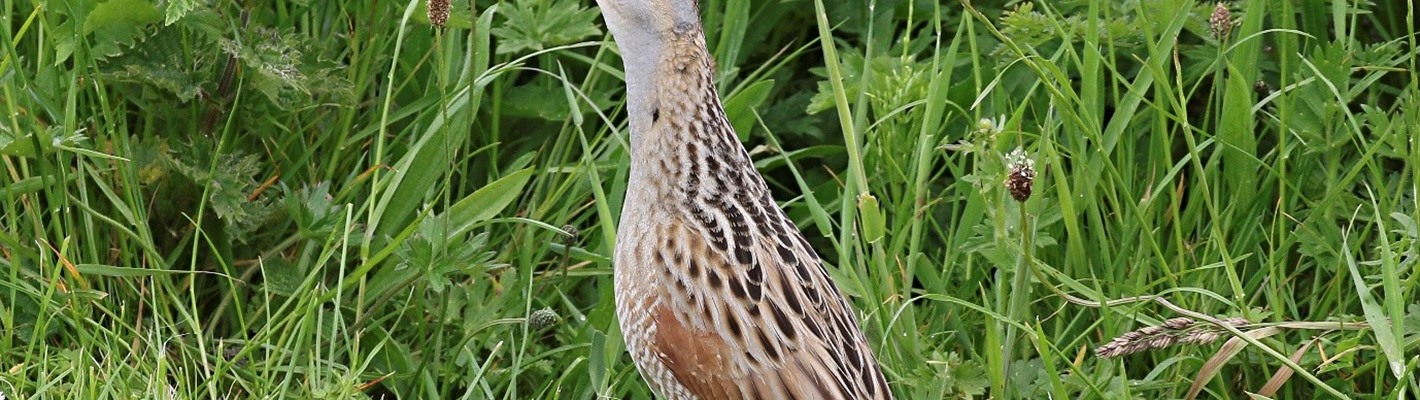 The secret lives of corncrakes in August
