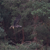 Fife welcomes a new white-tailed sea eaglet