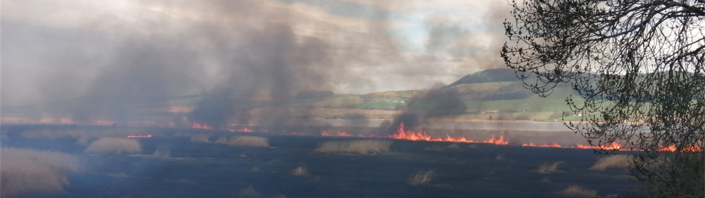 An update following the fire at the Tay Reedbeds