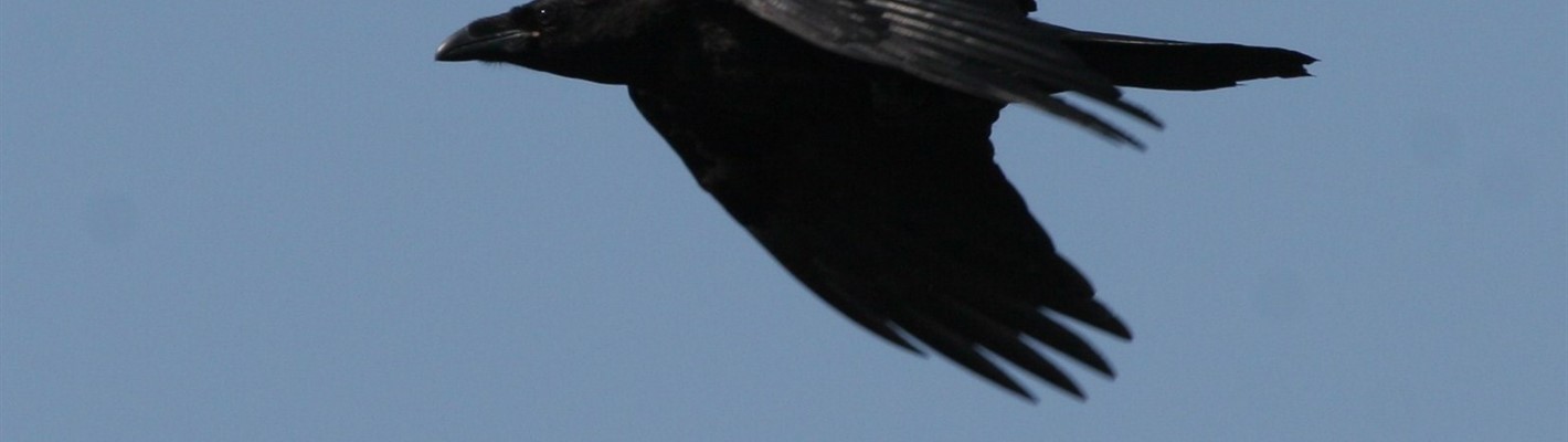 Raving about ravens
