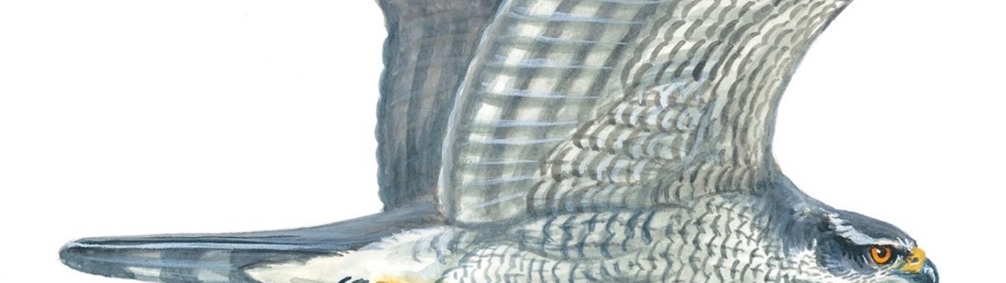 Five facts about goshawks