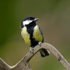 A Great Tit perched on a garden fork.