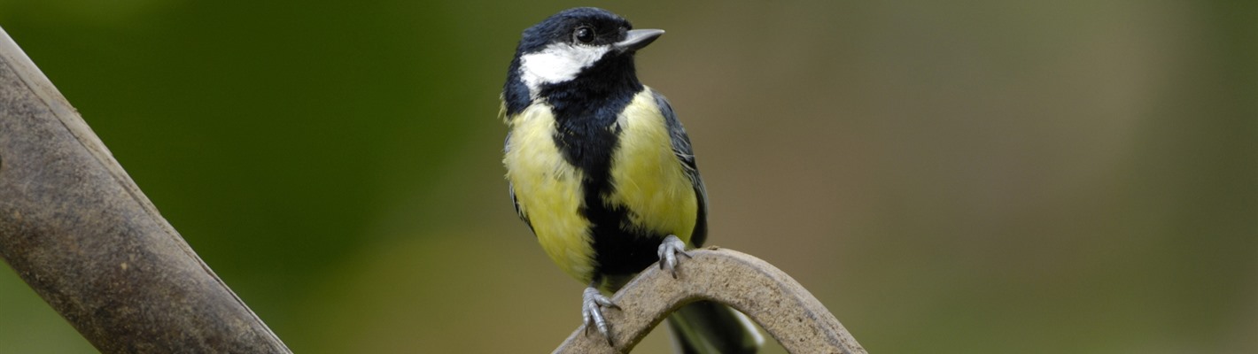 A Great Tit perched on a garden fork.