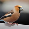 Five Facts about hawfinches