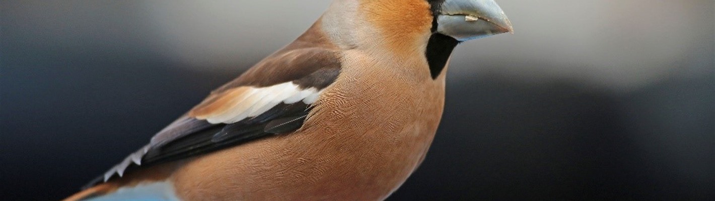 Five Facts about hawfinches