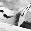 Window-box butterflies