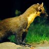 All about pine martens