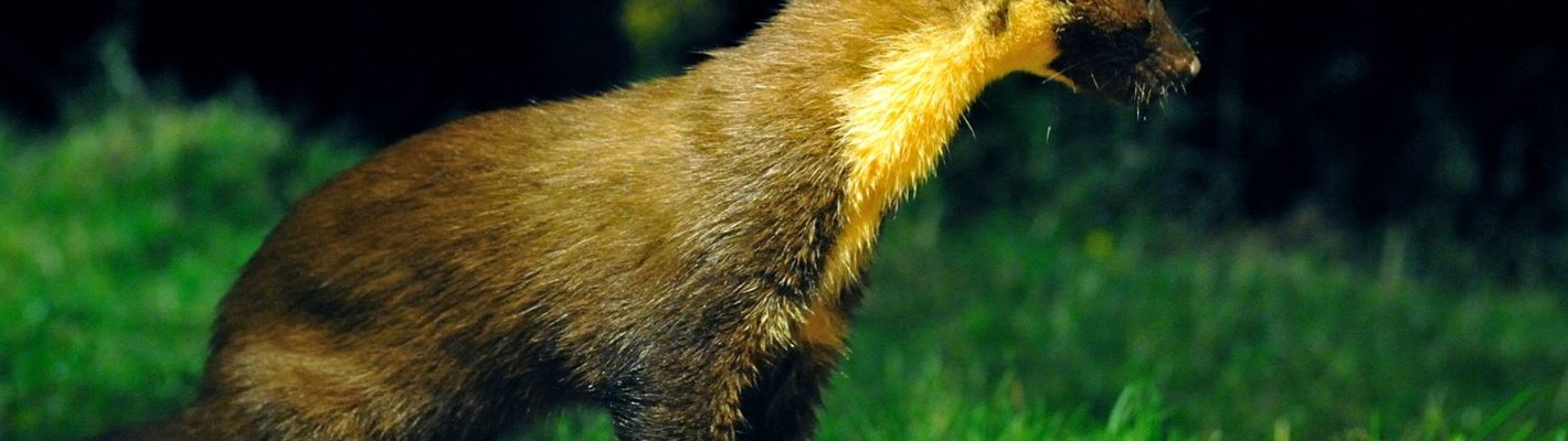 All about pine martens