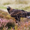 Tackling the big threats to Scotland’s birds of prey