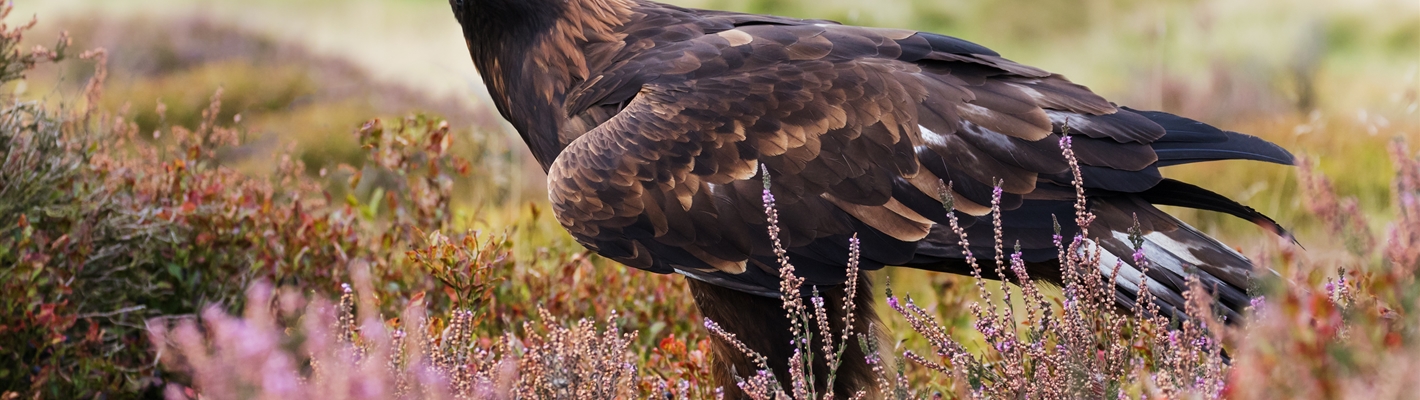 Tackling the big threats to Scotland’s birds of prey