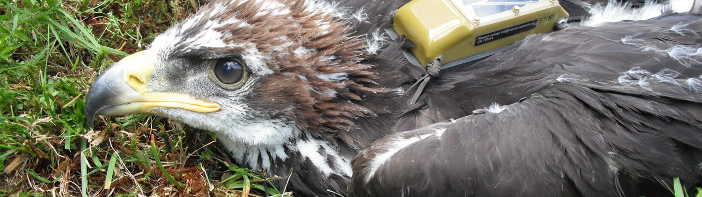 A raptor persecution cover-up, exposed.
