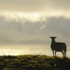 A sheep is standing on a grassy ridge, silhouetted against a yellow sunset.