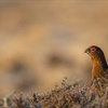 The RSPB gamebird shooting and associated land management policy review: what it means in Scotland