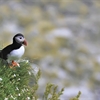 Puffin on a cliff.