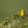 A Yellowhammer on a leafy branch.