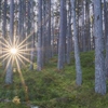 Sunlight bursting through Caledonian Pine trees.