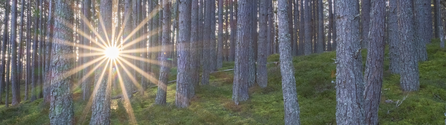 Sunlight bursting through Caledonian Pine trees.