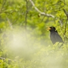 A Blackbird singing from a green bush.