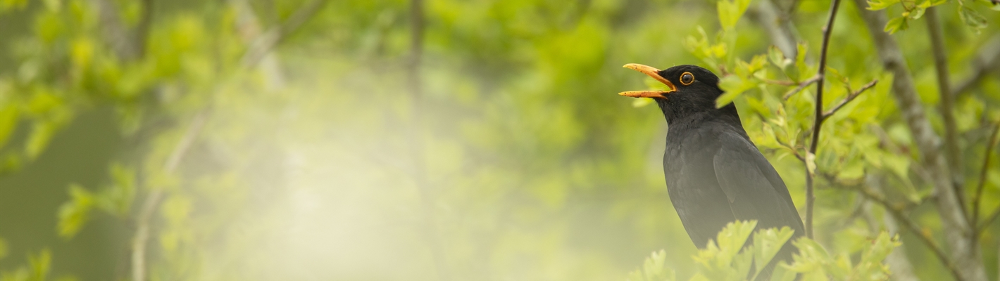 A Blackbird singing from a green bush.