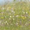 Lapwing adult on Machair