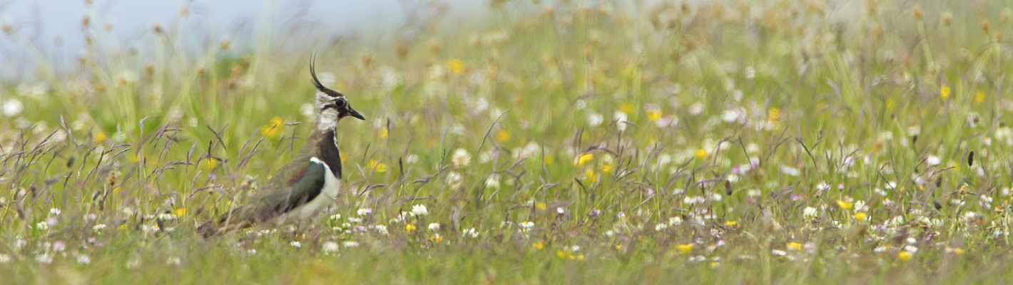 Lapwing adult on Machair