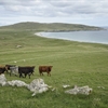 Cattle on machair above Travee, Isle of Tiree, Scotland