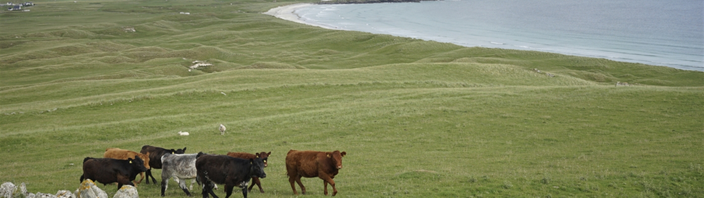 Cattle on machair above Travee, Isle of Tiree, Scotland