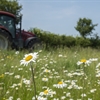 Red tractor in a field with daisies