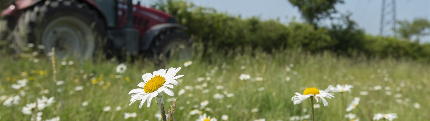 Red tractor in a field with daisies