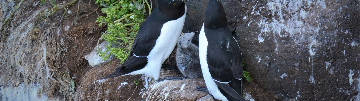 Seabird SOS - A response to the plight of Rathlin Island&#39;s seabirds