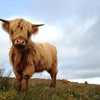 Happy ‘Moo’-day at RSPB NI Lower Lough Erne Islands Reserve