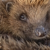 Why it’s important to give hedgehogs a home