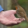 Robins, Christmas and the countdown to Big Garden Birdwatch!