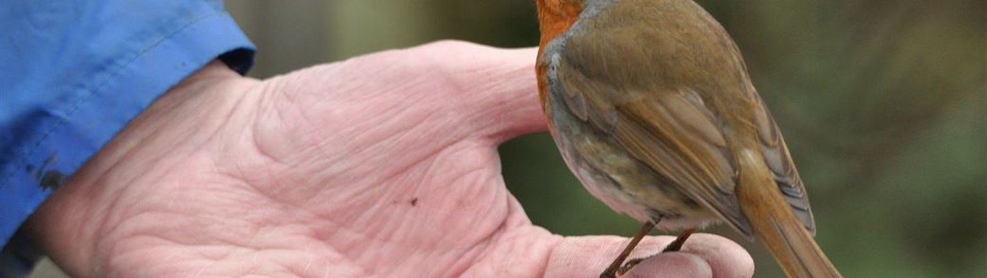 Robins, Christmas and the countdown to Big Garden Birdwatch!