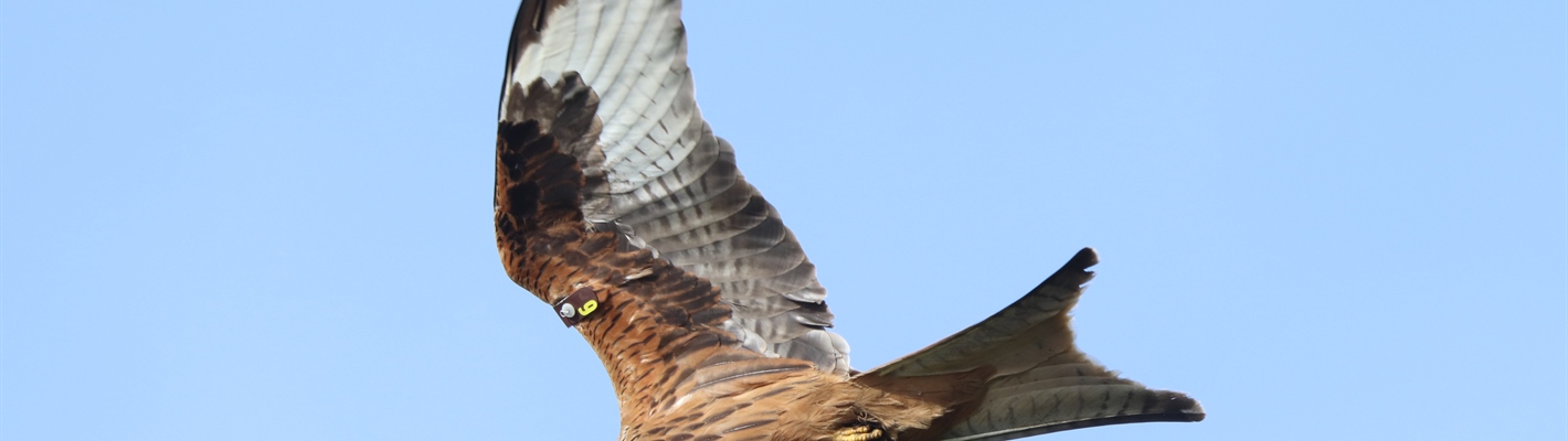 It&#39;s eyes to the skies for Red Kites this spring.