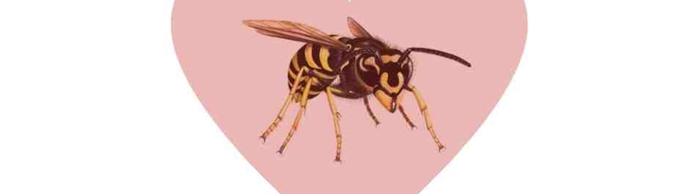 Why we should all love wasps