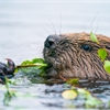 Our proposal to move some beavers to Loch Lomond