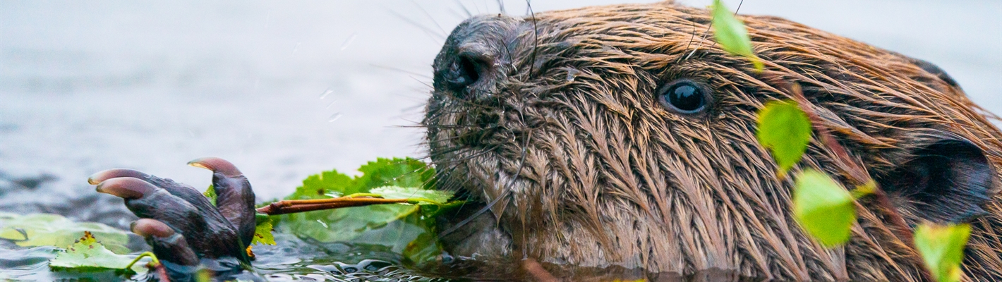 Our proposal to move some beavers to Loch Lomond