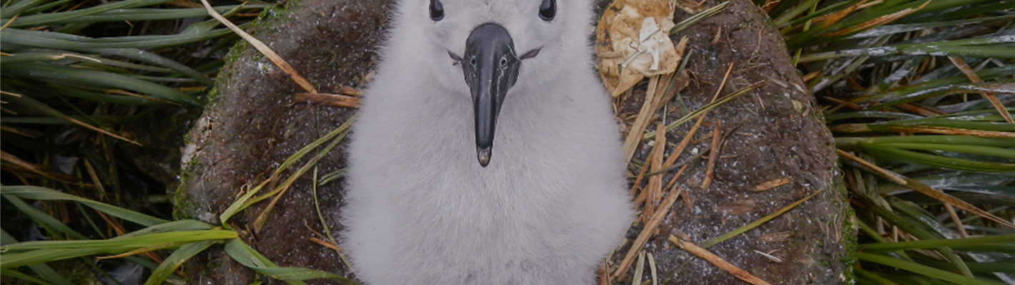 Albatross Stories - What&#39;s it all about?