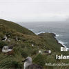 A Bit About Bird Island...
