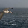 It’s not all plain sailing for seabirds, but with some help it can be