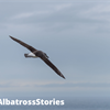 Our Albatross Stars Need Names – Can You Help?