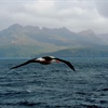 Life as a member of the Albatross Task Force- saving South Georgia albatross